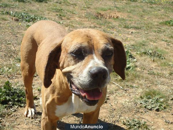 PRECIOSA MAESTIZA CANELA ABANDONADA EN BADAJOZ