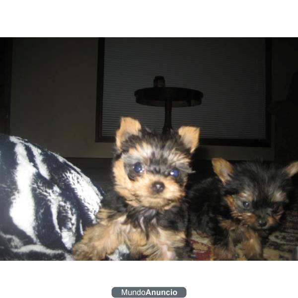 2 CACHORRITO MACHO YORKSHIRE TERRIER