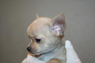Chihuahua miniatura cachorritos de bolsillo con muy buen pedigree.Preciosos cachorritos de