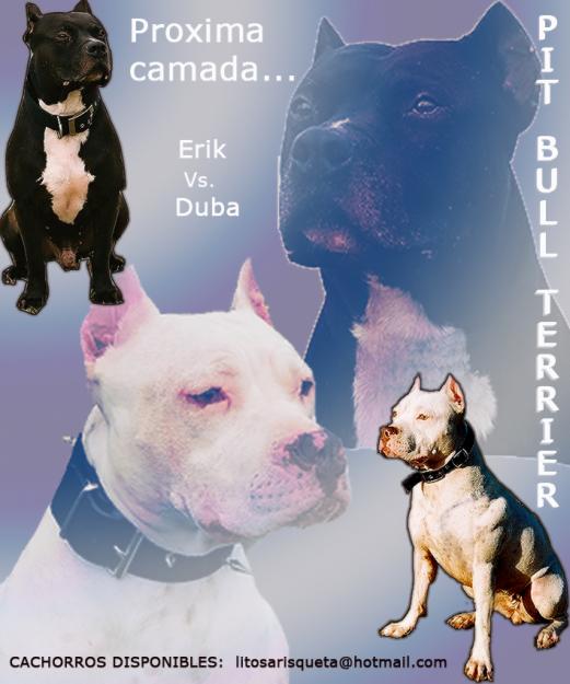 Proxima Camada American Pit Bull