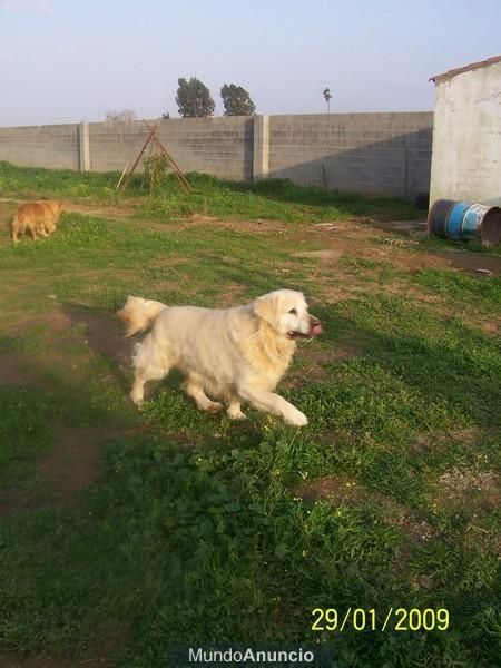 regalo golden retriever