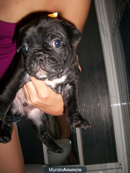 se vende cachorrito de bulldog frances por 200€