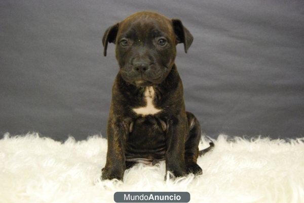 Staffordshire bull terrier, dos meses, ven a verlos¡ 600 euros