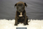 Staffordshire bull terrier, dos meses, ven a verlos¡ 600 euros - mejor precio | unprecio.es