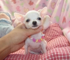 Teacup Chihuahua cachorros a la venta! - mejor precio | unprecio.es