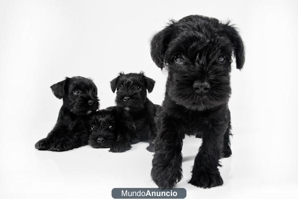 ULTIMAS 2 HEMBRAS SCHNAUZER MINI NEGRO