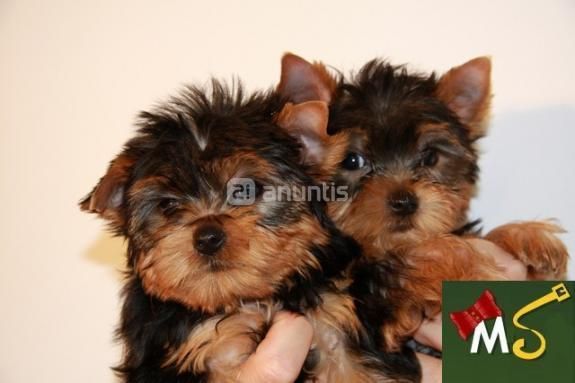 Yorkshire Terrier Toy Cachorros  130