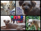 Mix Yorkshire Macho en adopción - mejor precio | unprecio.es