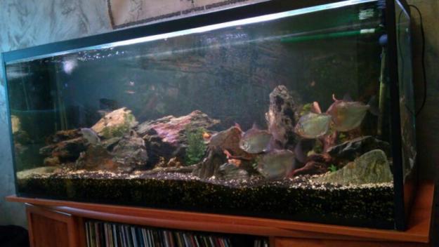 Acuario 450 litros completo