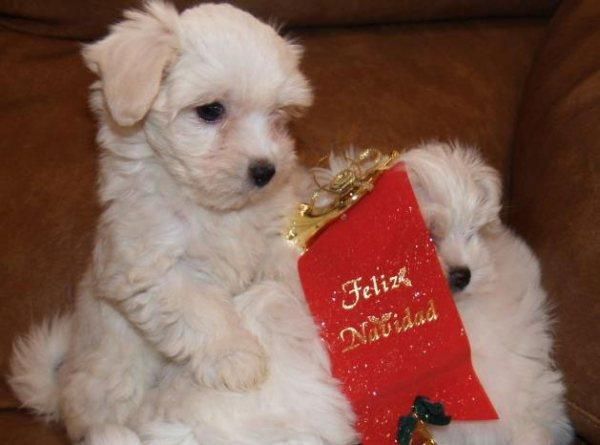 Bichon maltes ¡alegra tus navidades