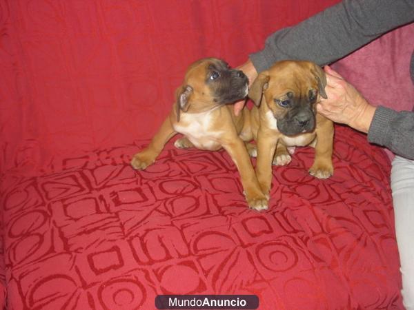 Boxer preciosos en madrid