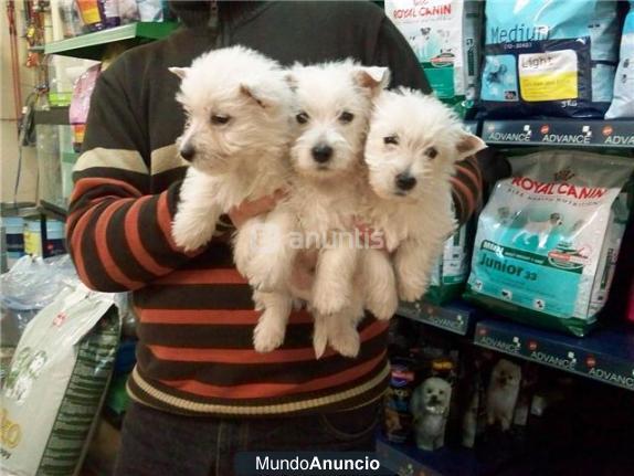 CACHORRITOS DE WESTY, ALTA CALIDAD