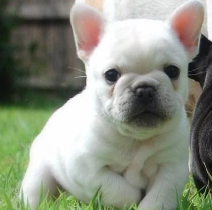 Cachorros de bulldog Frances Particular  150