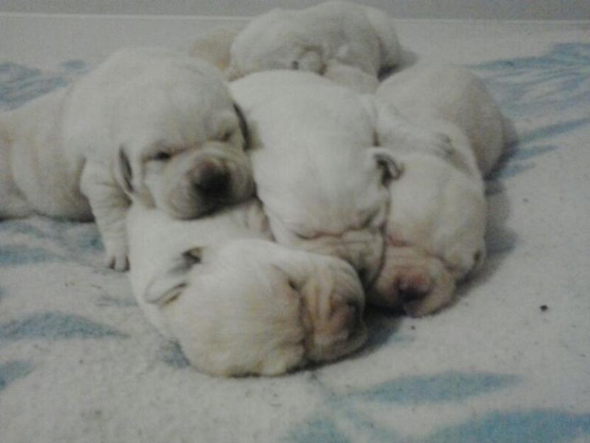 camada de labrador criada en casa