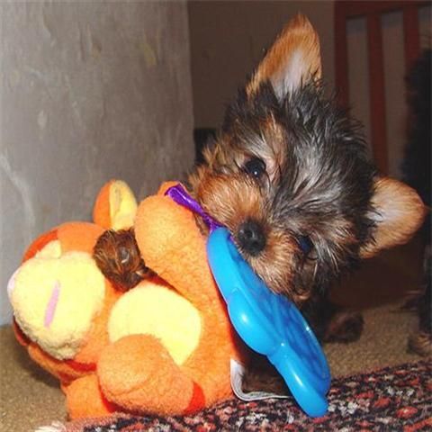 Encantador Cachorro Yorkshire Terrier Pedigree 110