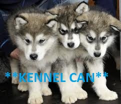 Excelentes Cachorros de Alaskan Malamute