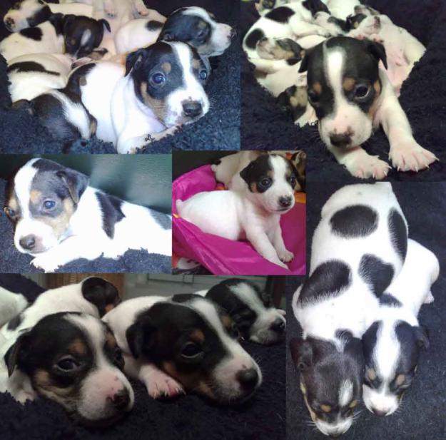 Jack Russell Terrier Preciosos Cachorros con Pedigree