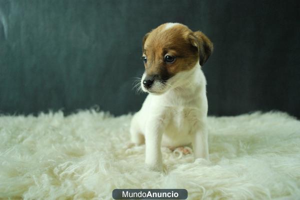 Jack russell terrier, primera calidad, tienen dos meses