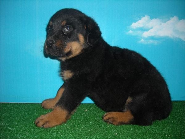 Rottweiler Machos y Hembras --550 --