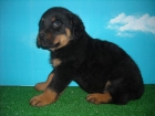 Rottweiler Machos y Hembras --550 -- - mejor precio | unprecio.es