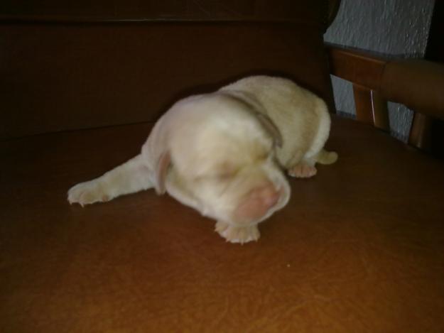 SE VENDEN CACHORROS PUROS DE LABRADOR