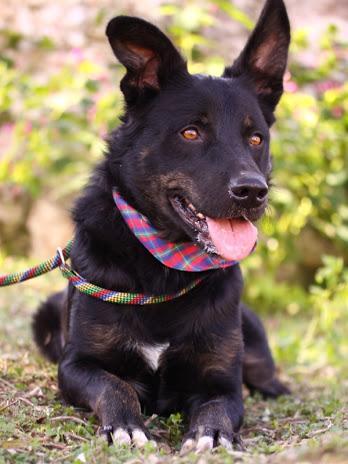 Popeye en adopción