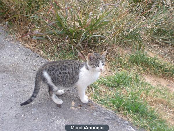 4 GATITOS HERMANITOS ( 3 gatitos machos y 1 unica gatita hembra )