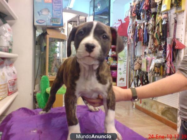 American Staffordshire  Terrier ,  GARANTIA AQUANATURA. Perros, cachorros, criadero, venta.