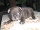 bulldog frances - mejor precio | unprecio.es