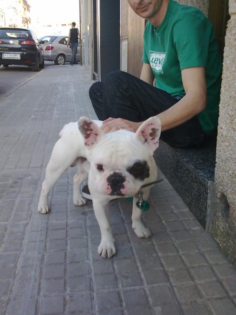 bulldog frances para monta