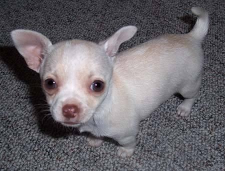 Chihuahua cachorros a la venta (70euros)