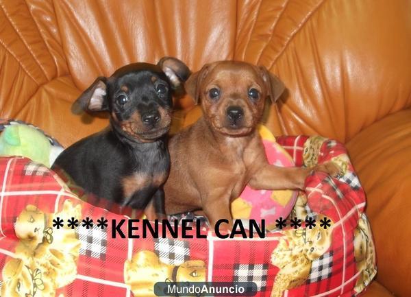 Excelentes cachorros de Pinscher