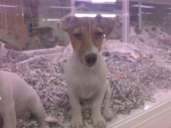 JACK RUSSELL TERRIER EN VENTA  CACHORROS