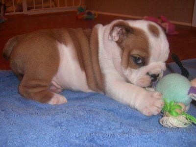 Oportunidad, magnifica hembra de bulldog ingles