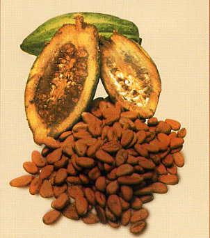 SE VENDE  COCOA  BEANS   CCN 51   /PRECIO  FOB EUROPA