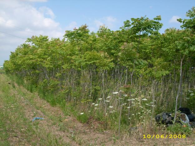 Venta arboles Koelreuteria