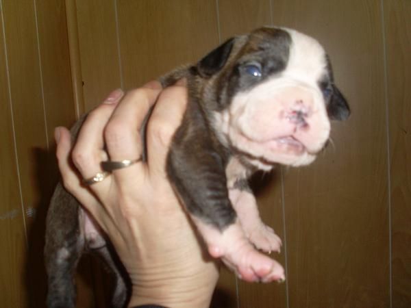 autenticos american staffordshire terrier blue nose