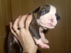 autenticos american staffordshire terrier blue nose - mejor precio | unprecio.es