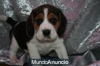 BEAGLE MACHO Y HEMBRA en regalo