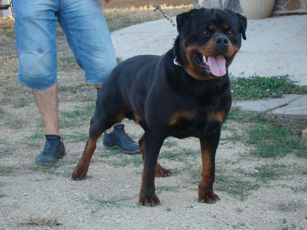 Impresionante camada Rottweiler