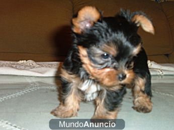 PEQUEÑOS YORKSHIRE TERRIER A 300 EUROS + GARANTIA