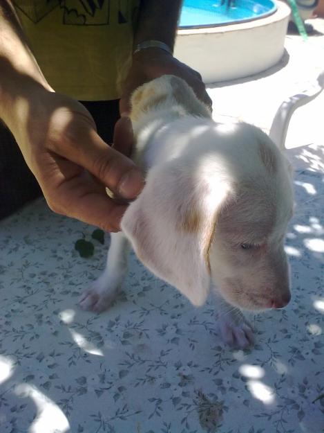 PRECIOSA CACHORRA EN ADOPCION