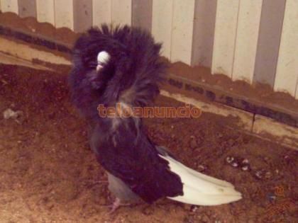 venta de palomas de fantasia