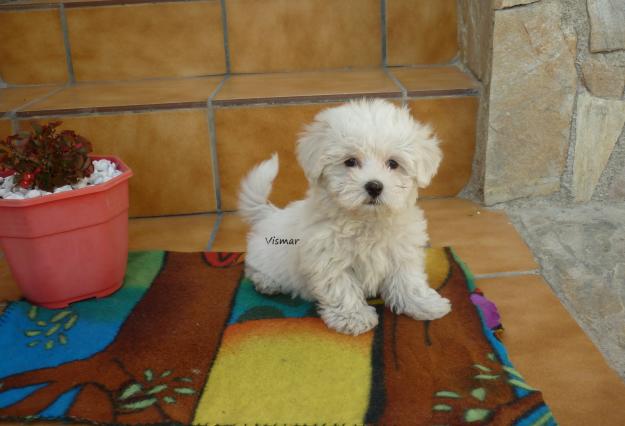 Preciosos cachorritos de Bichón Maltés