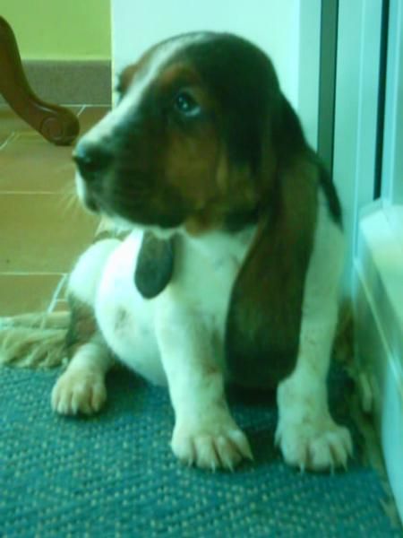 BASSET HOUND TRICOLOR