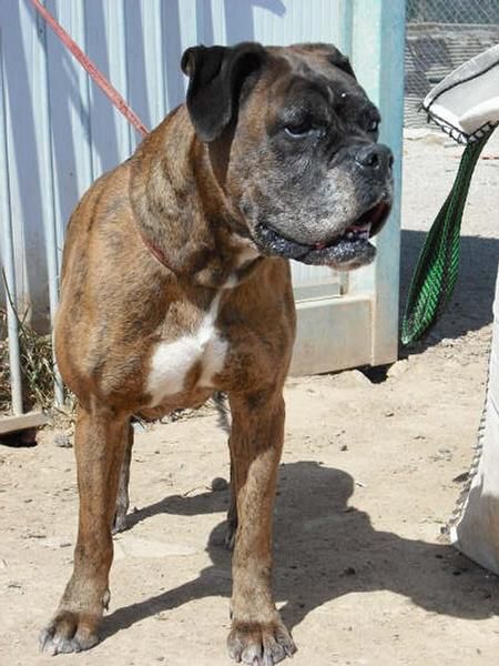 boxers en adopcion  adopta no compres...