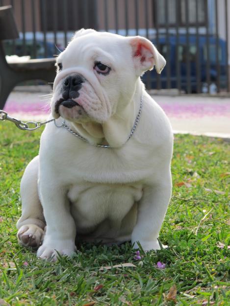 bulldog ingles blanco