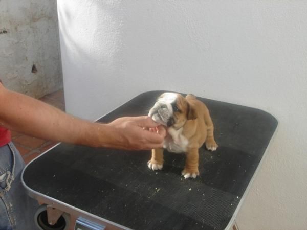 bulldog ingles malaga