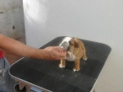 bulldog ingles malaga - mejor precio | unprecio.es