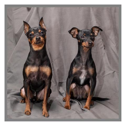 Cachorros de pinscher miniatura